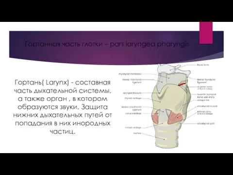 Гортань( Larynx) - составная часть дыхательной системы, а также орган ,