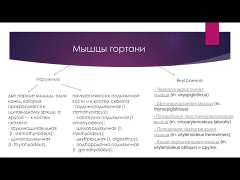 Мышцы гортани Наружные Внутренние две парные мышцы, один конец которых прикрепляется