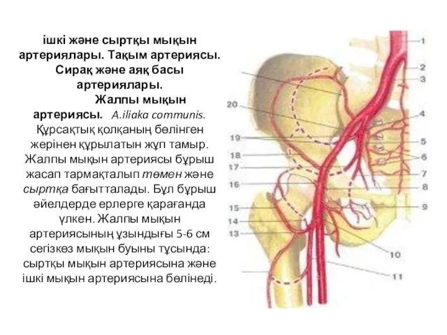 ішкі және сыртқы мықын артериялары. Тақым артериясы. Сирақ және аяқ басы