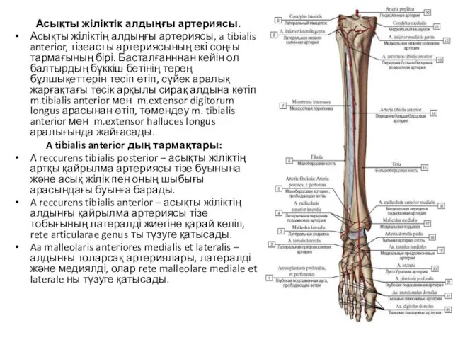 Асықты жіліктік алдыңғы артериясы. Асықты жіліктің алдыңғы артериясы, a tibialis anterior,