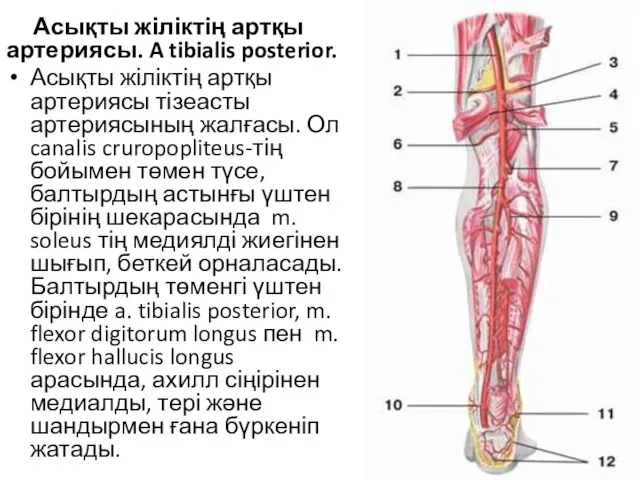 Асықты жіліктің артқы артериясы. A tibialis posterior. Асықты жіліктің артқы артериясы