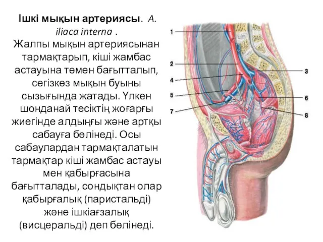 Ішкі мықын артериясы. A. iliaca interna . Жалпы мықын артериясынан тармақтарып,