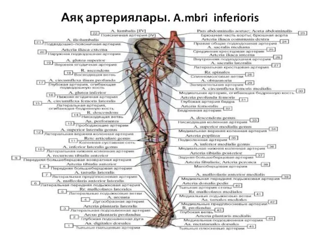 Аяқ артериялары. A.mbri inferioris