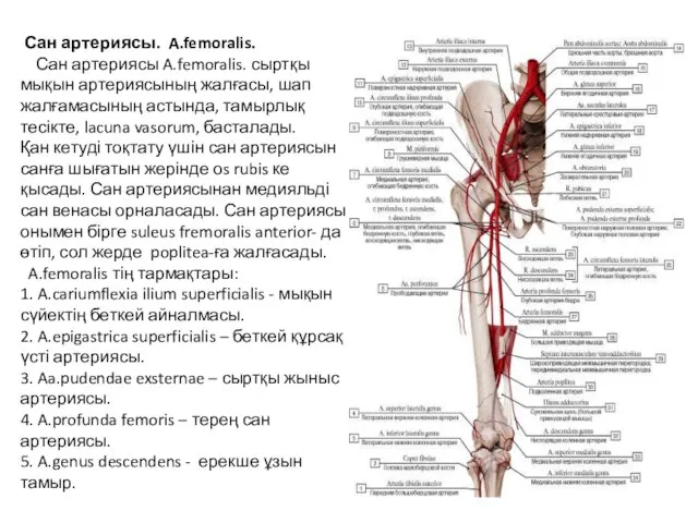 Сан артериясы. A.femoralis. Сан артериясы A.femoralis. сыртқы мықын артериясының жалғасы, шап