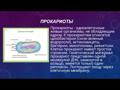 ПРОКАРИОТЫ Прокариоты - одноклеточные живые организмы, не обладающие ядром. К прокариотам