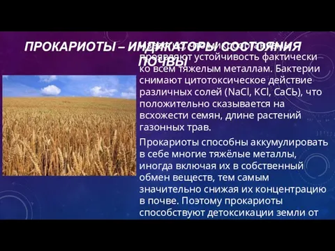 Известно, что микроорганизмы проявляют устойчивость фактически ко всем тяжелым металлам. Бактерии