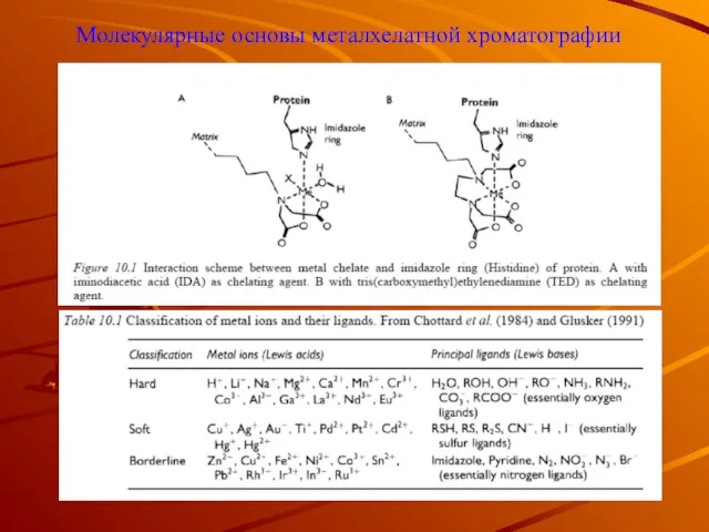 Молекулярные основы металхелатной хроматографии