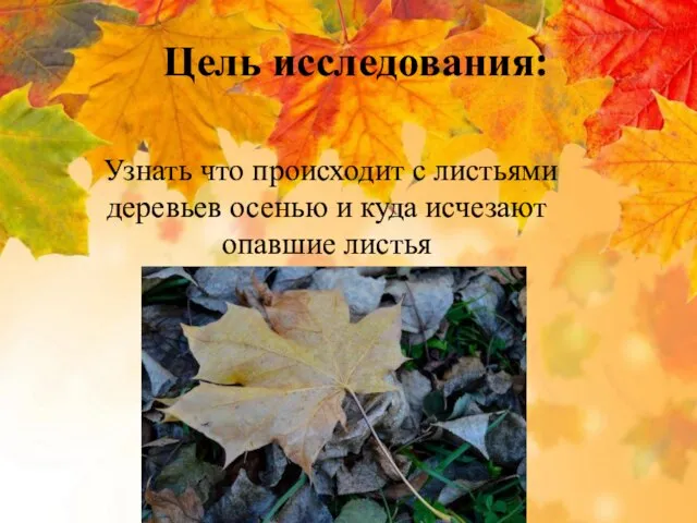 Цель исследования: Узнать что происходит с листьями деревьев осенью и куда исчезают опавшие листья