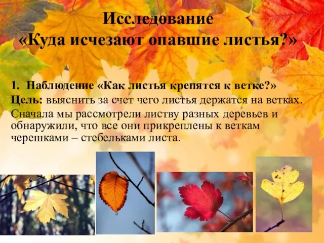 Исследование «Куда исчезают опавшие листья?» 1. Наблюдение «Как листья крепятся к