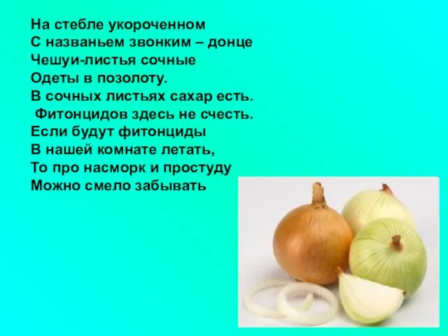 На стебле укороченном С названьем звонким – донце Чешуи-листья сочные Одеты