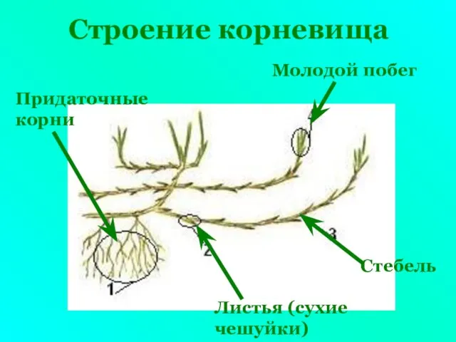 Строение корневища Молодой побег Придаточные корни Листья (сухие чешуйки) Стебель