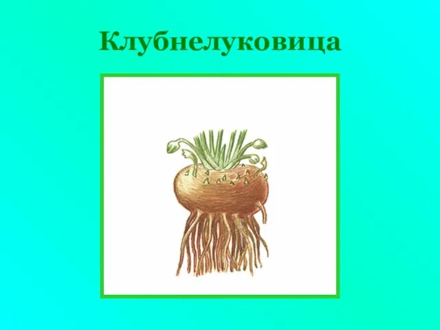 Клубнелуковица