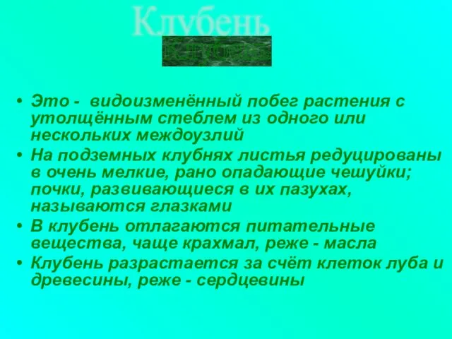 Это - видоизменённый побег растения с утолщённым стеблем из одного или