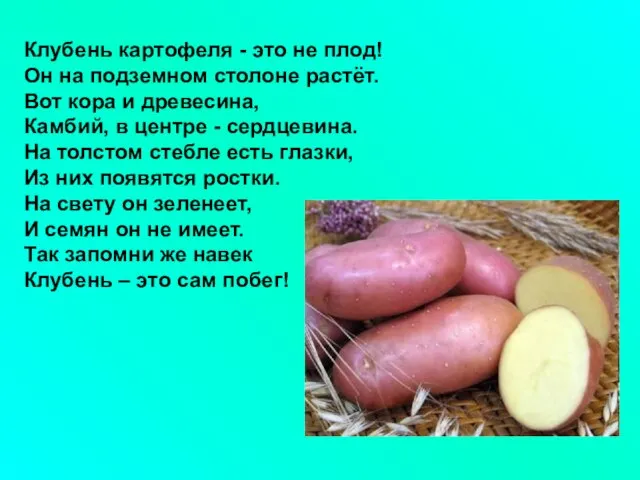 Клубень картофеля - это не плод! Он на подземном столоне растёт.