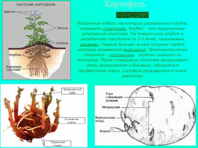 Картофель Подземные побеги, на которых развиваются клубни, называют столонами. Клубни –