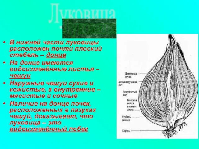 В нижней части луковицы расположен почти плоский стебель – донце На