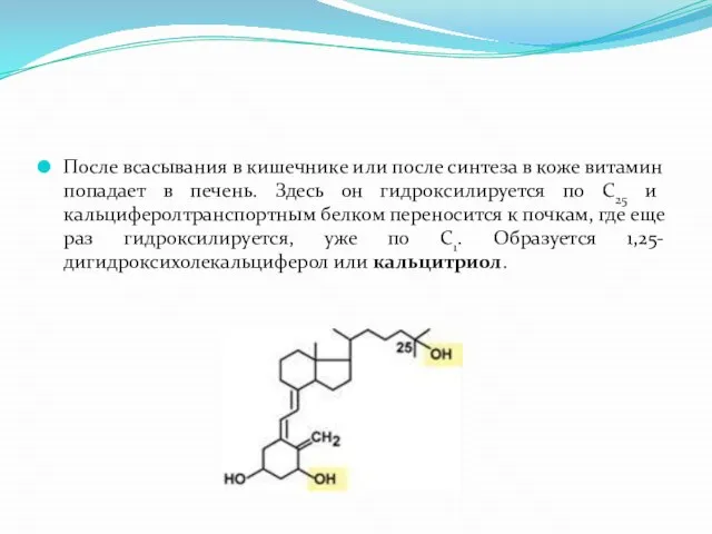 После всасывания в кишечнике или после синтеза в коже витамин попадает