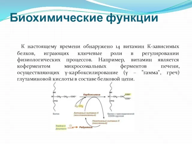 Биохимические функции К настоящему времени обнаружено 14 витамин К-зависимых белков, играющих