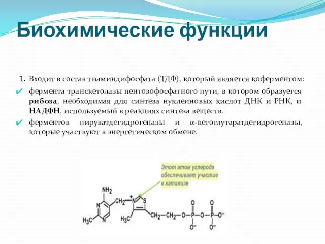 Биохимические функции 1. Входит в состав тиаминдифосфата (ТДФ), который является коферментом: