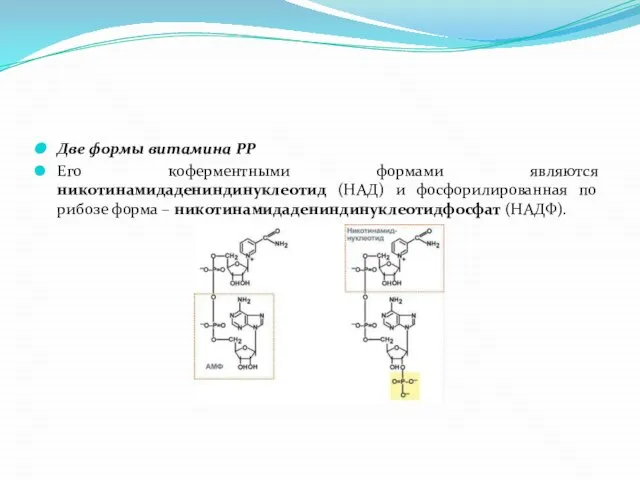 Две формы витамина РР Его коферментными формами являются никотинамидадениндинуклеотид (НАД) и