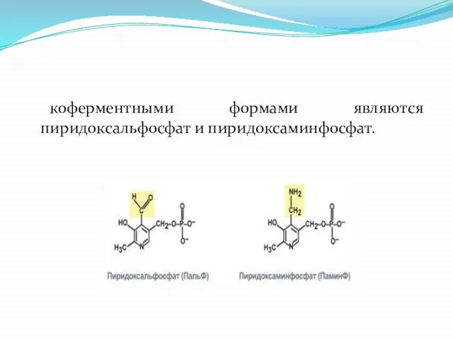 коферментными формами являются пиридоксальфосфат и пиридоксаминфосфат.