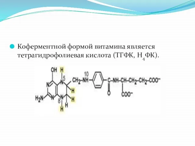 Коферментной формой витамина является тетрагидрофолиевая кислота (ТГФК, Н4ФК).