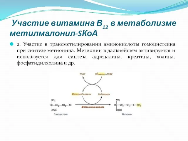 Участие витамина В12 в метаболизме метилмалонил-SКоА 2. Участие в трансметилировании аминокислоты