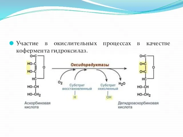 Участие в окислительных процессах в качестве кофермента гидроксилаз.