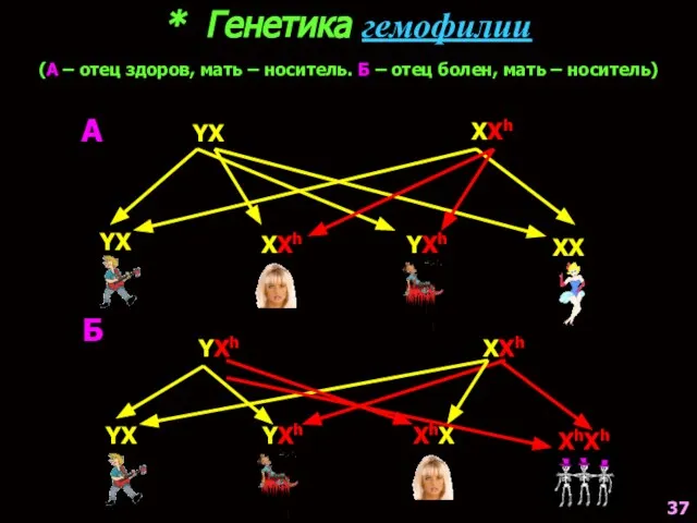 * Генетика гемофилии (А – отец здоров, мать – носитель. Б