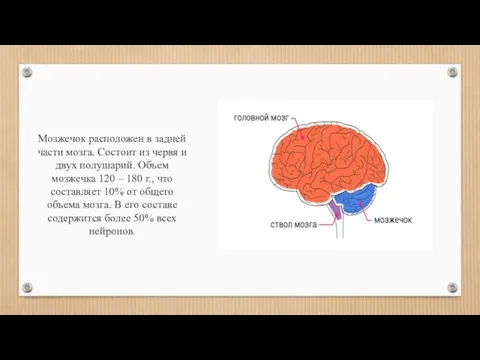 Мозжечок расположен в задней части мозга. Состоит из червя и двух