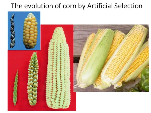 The evolution of corn by Artificial Selection