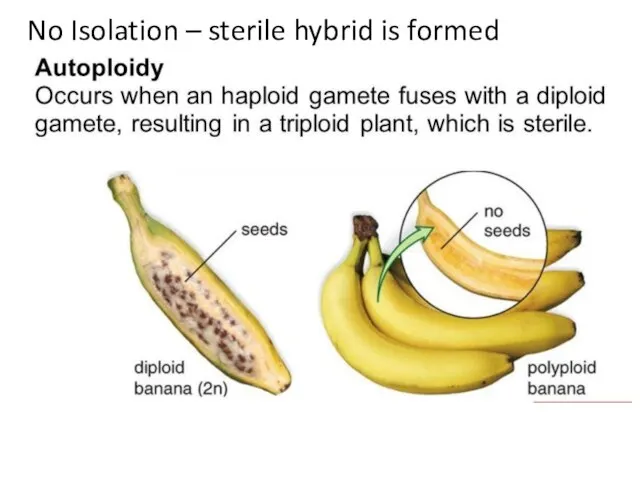 No Isolation – sterile hybrid is formed