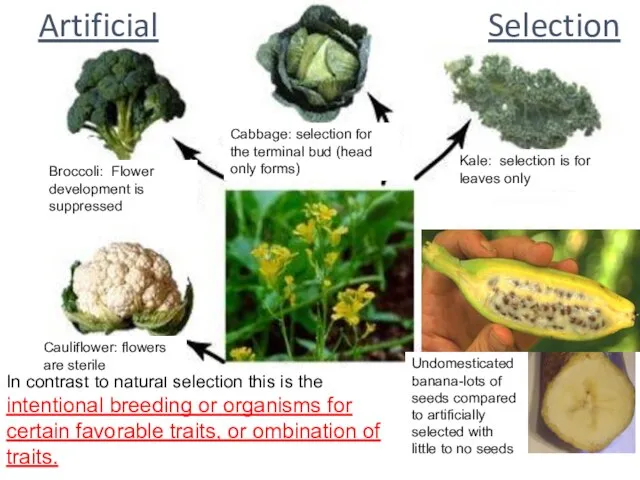 Artificial Selection In contrast to natural selection this is the intentional