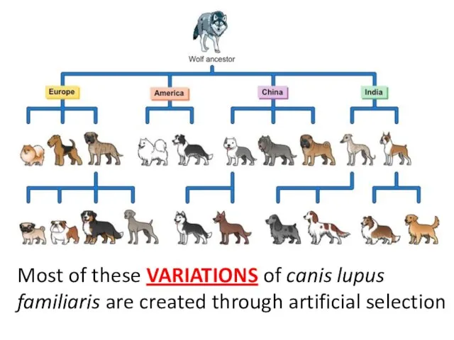 Most of these VARIATIONS of canis lupus familiaris are created through artificial selection