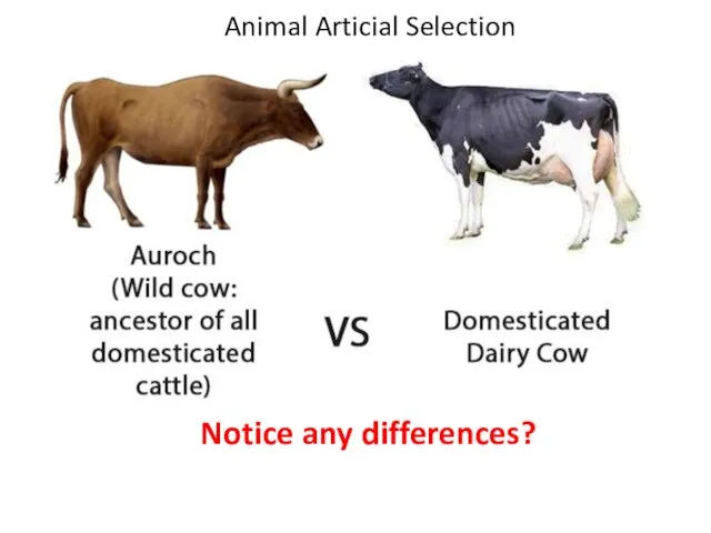 Notice any differences? Animal Articial Selection