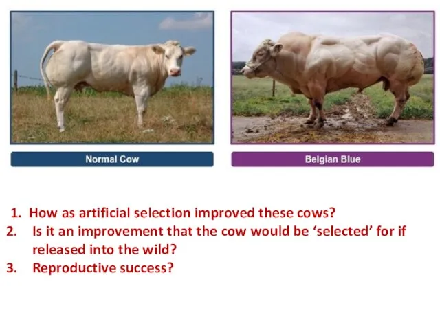 1. How as artificial selection improved these cows? Is it an