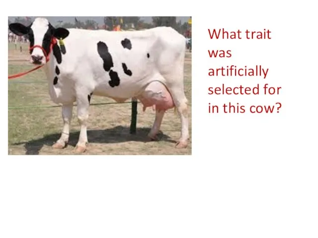 What trait was artificially selected for in this cow?