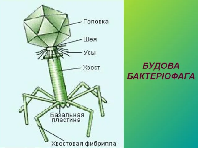 БУДОВА БАКТЕРІОФАГА