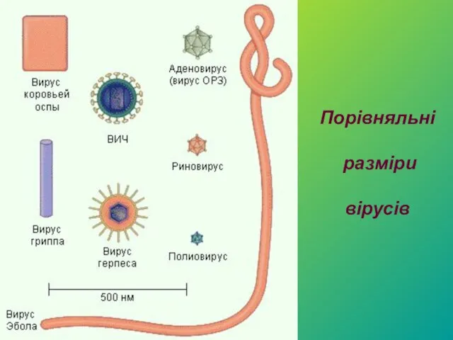 Порівняльні разміри вірусів