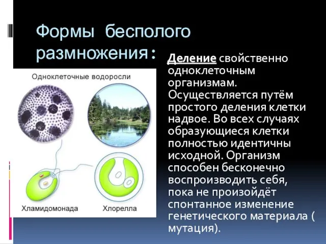 Формы бесполого размножения: Деление свойственно одноклеточным организмам. Осуществляется путём простого деления