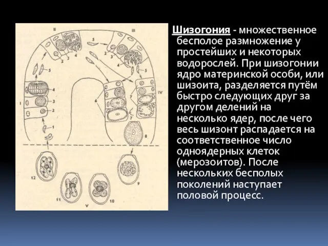 Шизогония - множественное бесполое размножение у простейших и некоторых водорослей. При