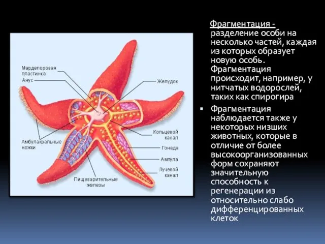 Фрагментация - разделение особи на несколько частей, каждая из которых образует