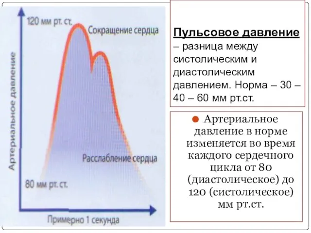 Пульсовое давление – разница между систолическим и диастолическим давлением. Норма –