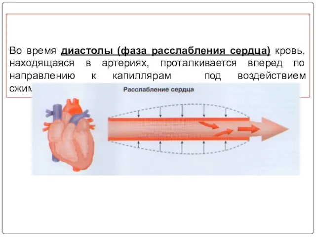 Во время диастолы (фаза расслабления сердца) кровь, находящаяся в артериях, проталкивается