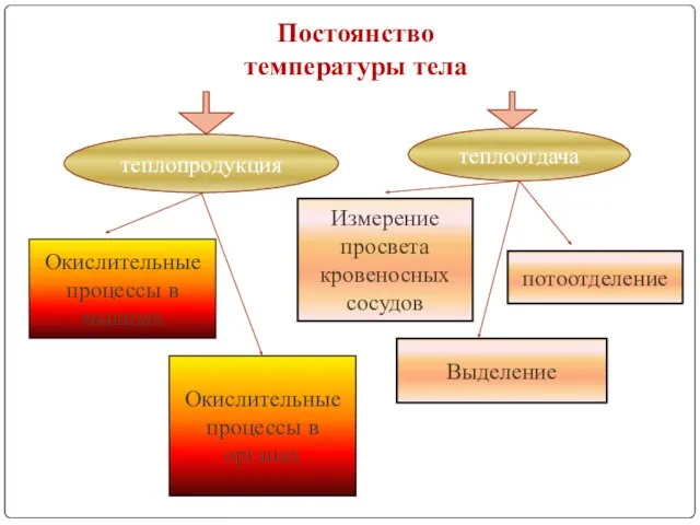 Постоянство температуры тела теплопродукция Окислительные процессы в мышцах Окислительные процессы в