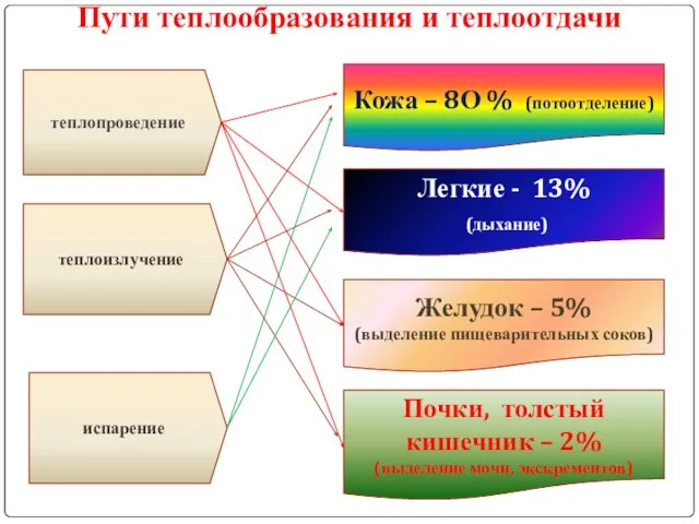 Пути теплообразования и теплоотдачи теплопроведение теплоизлучение испарение Кожа – 8О %