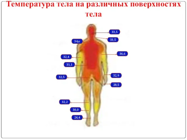 Температура тела на различных поверхностях тела 33,5 33,5 34,о 36,6 32,4