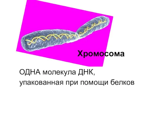 Хромосома ОДНА молекула ДНК, упакованная при помощи белков