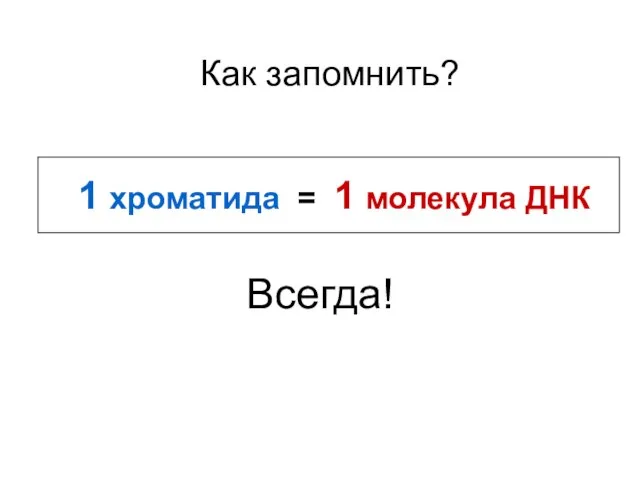 Как запомнить? 1 хроматида = 1 молекула ДНК Всегда!