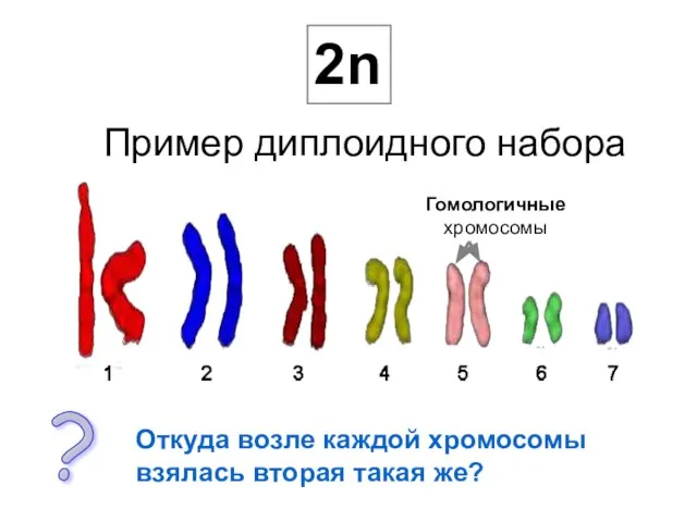 2n Пример диплоидного набора Откуда возле каждой хромосомы взялась вторая такая же? ? Гомологичные хромосомы